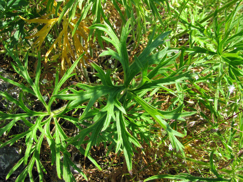 Image of Aconitum barbatum specimen.