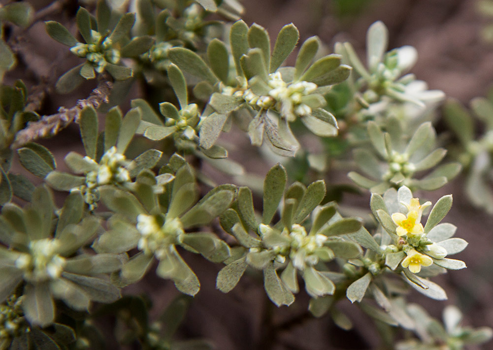 Image of Thymelaea tartonraira specimen.