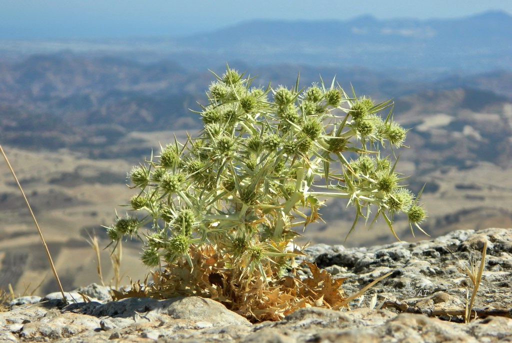 Image of Eryngium campestre specimen.