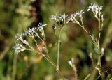 Gypsophila altissima