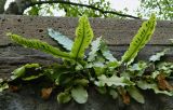 Phyllitis scolopendrium