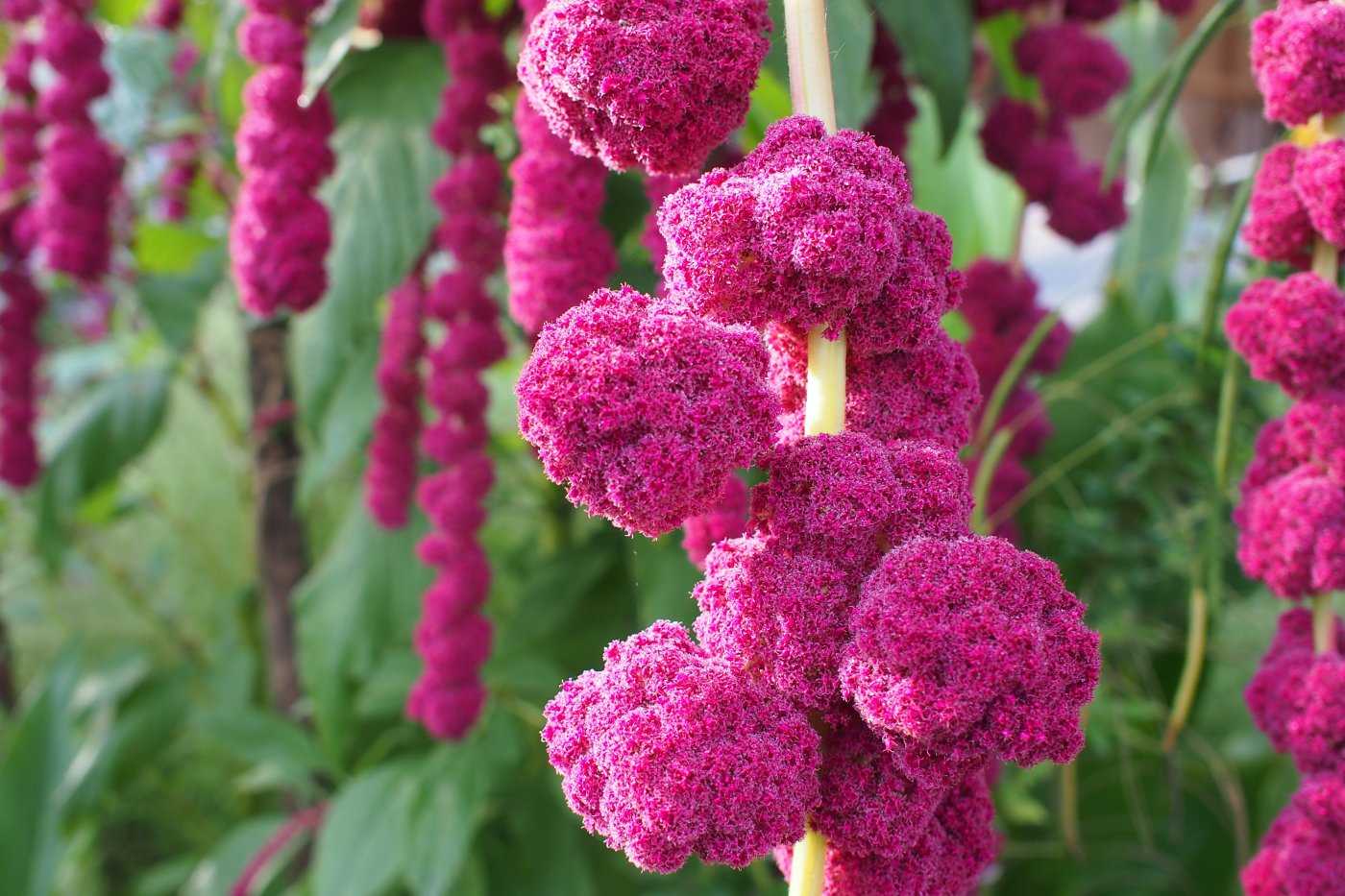 Image of Amaranthus caudatus specimen.