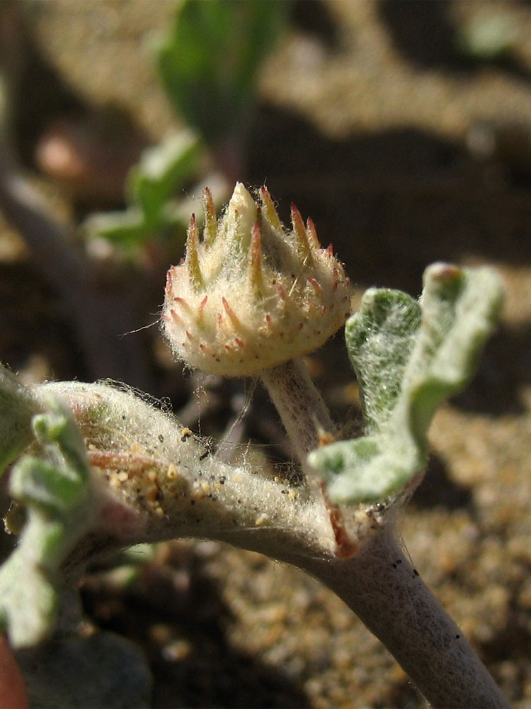 Изображение особи Neurada procumbens.