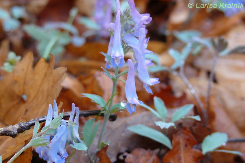 Изображение особи Corydalis ornata.