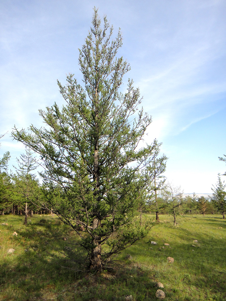 Image of Larix sibirica specimen.