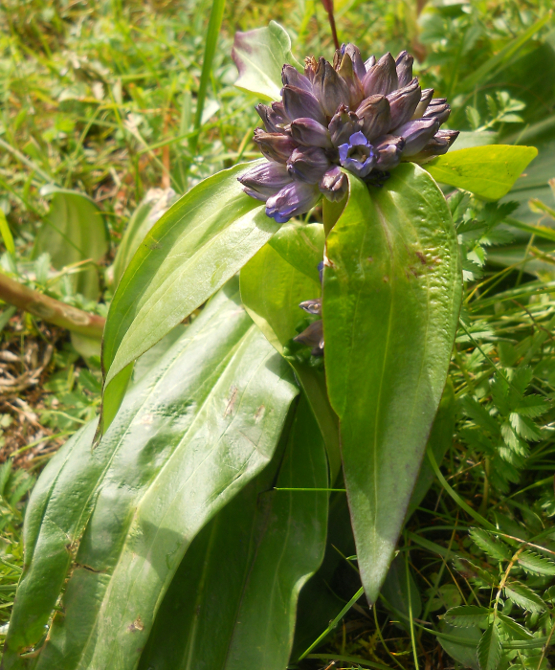 Image of Gentiana macrophylla specimen.