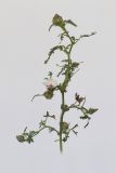 Hibiscus trionum. Верхушка цветущего растения. Республика Молдова, пригород Кишинёва. 16 октября 2008 г.