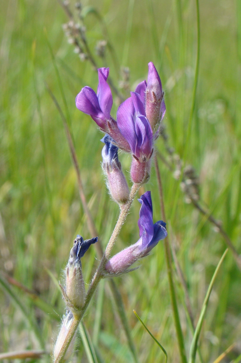 Изображение особи Oxytropis uralensis.