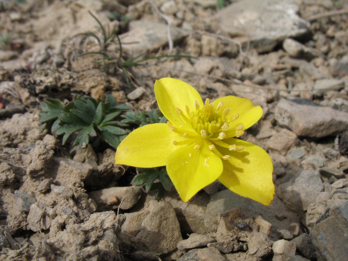 Изображение особи Anemone gortschakowii.