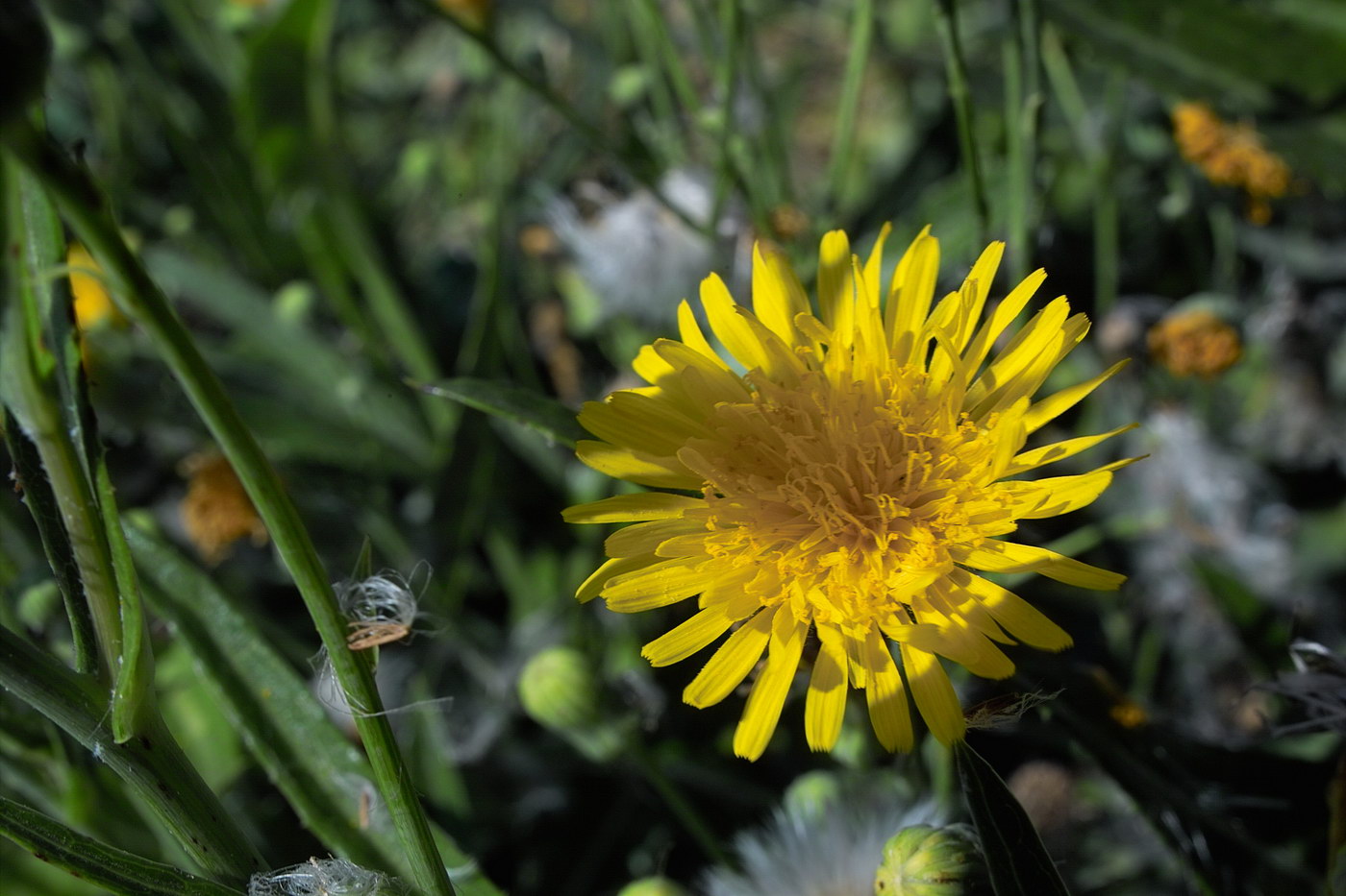 Image of Sonchus arvensis specimen.