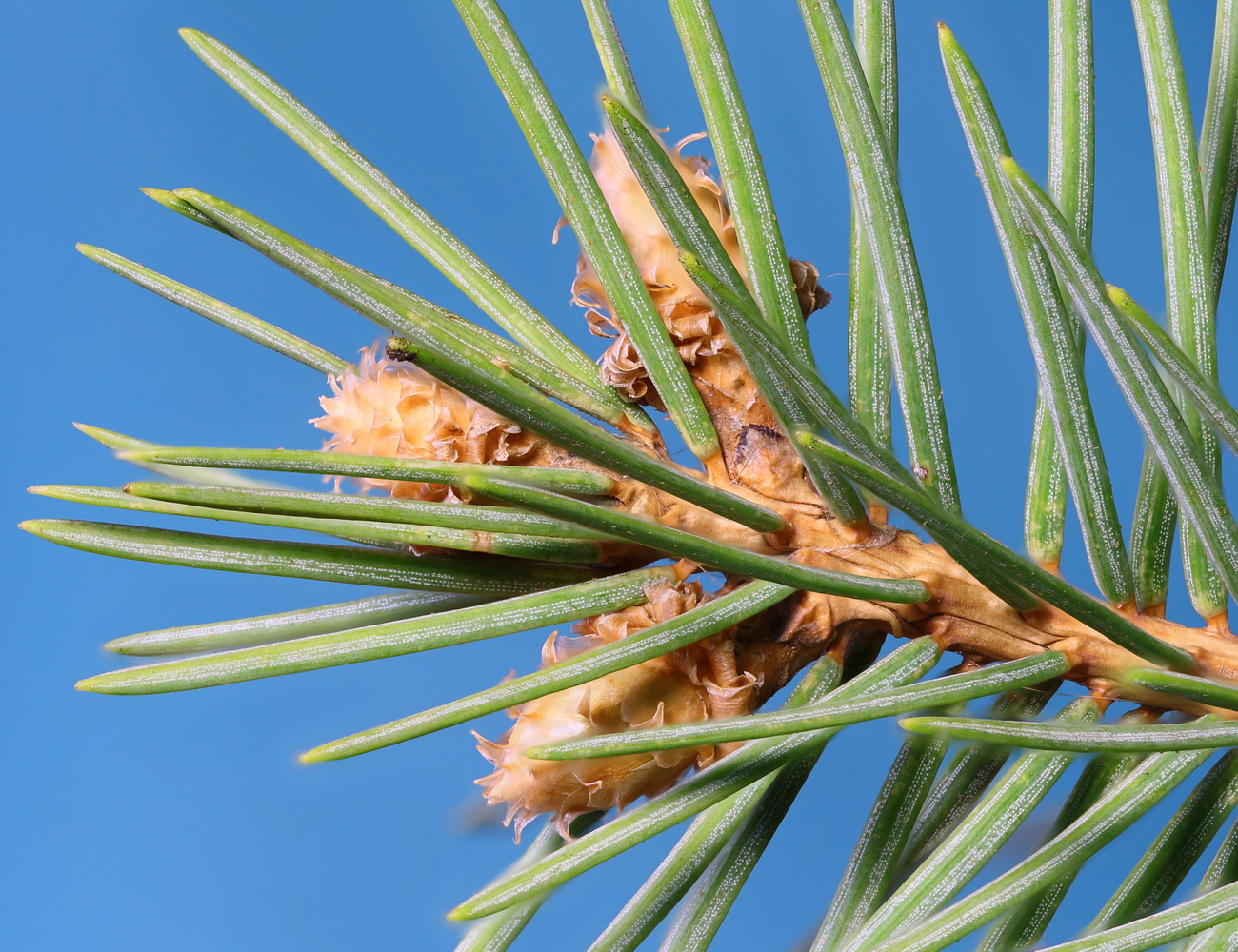 Изображение особи Picea pungens f. glauca.