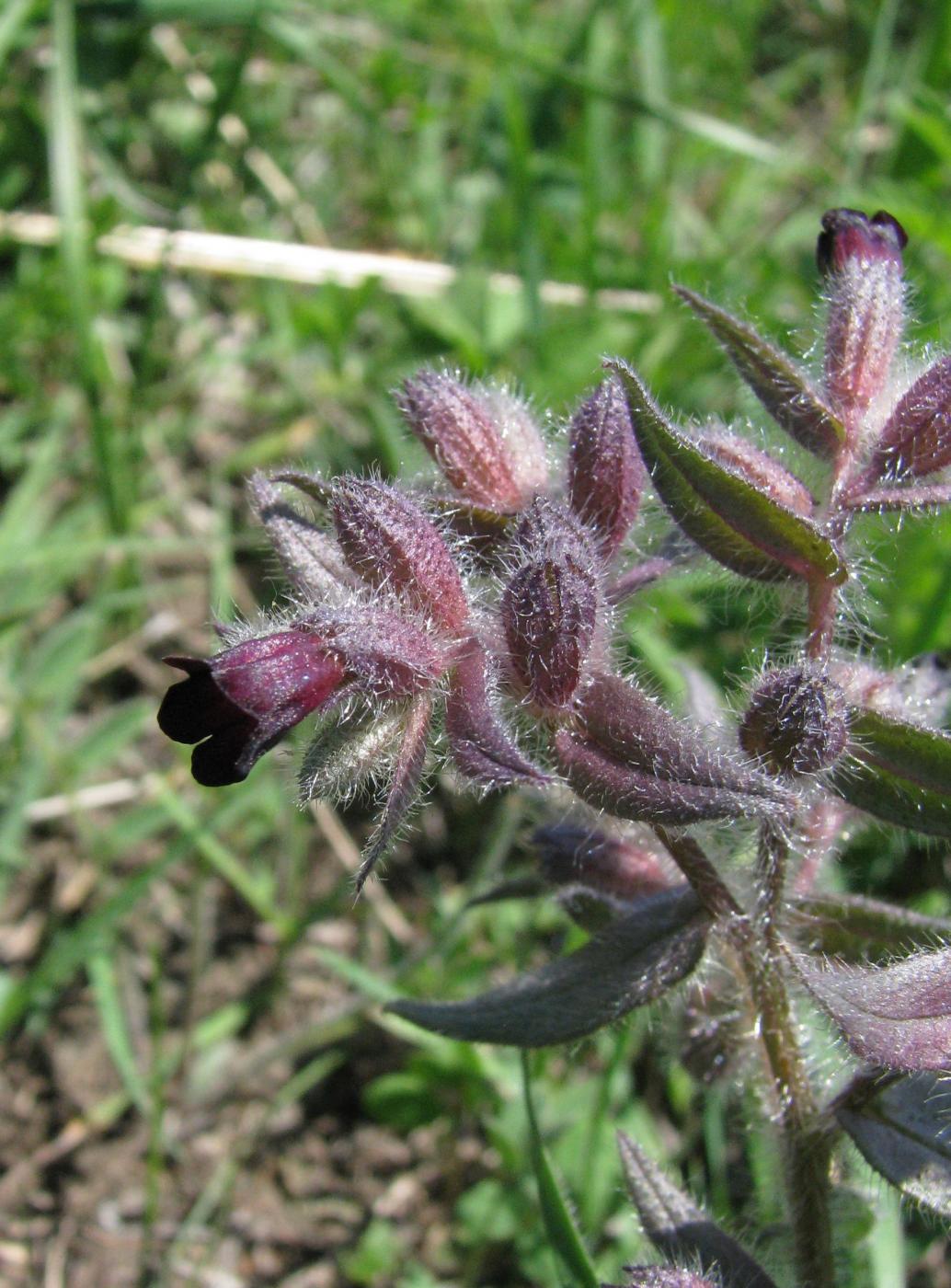 Image of Nonea rossica specimen.