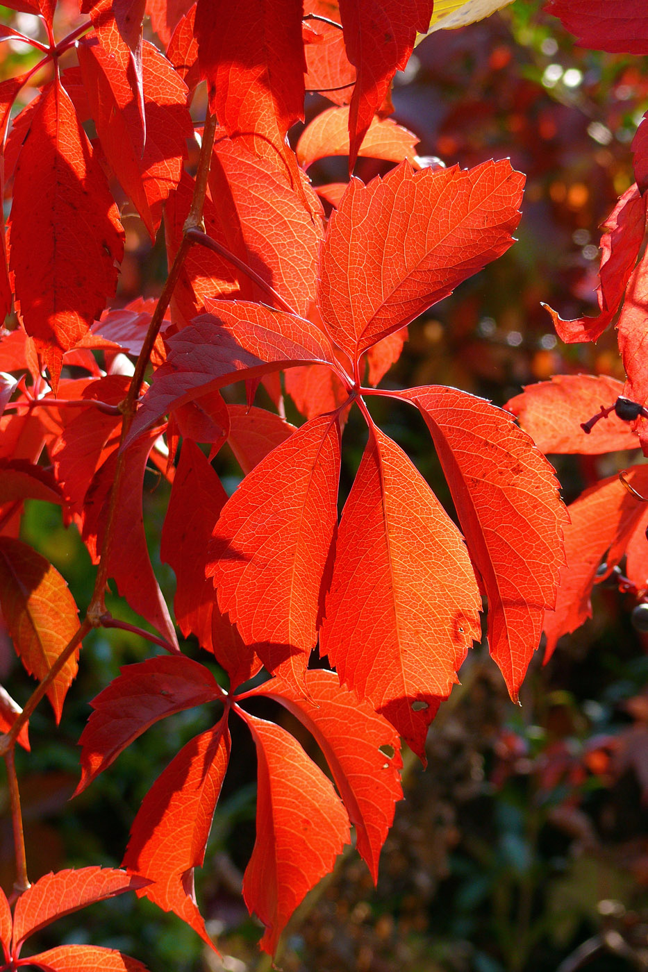 Image of Parthenocissus quinquefolia specimen.