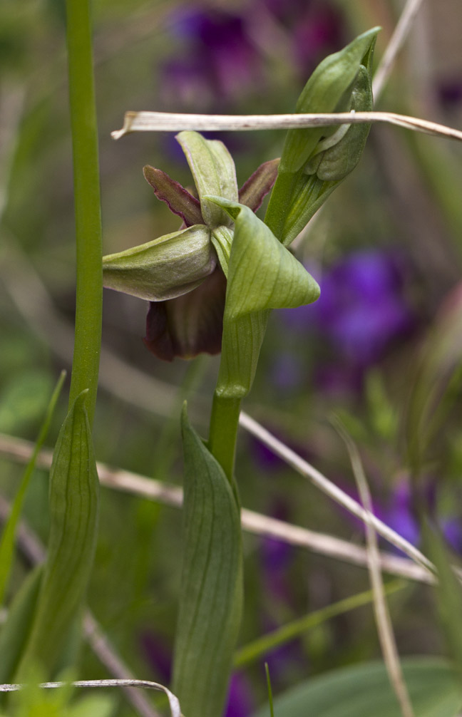 Изображение особи Ophrys mammosa.