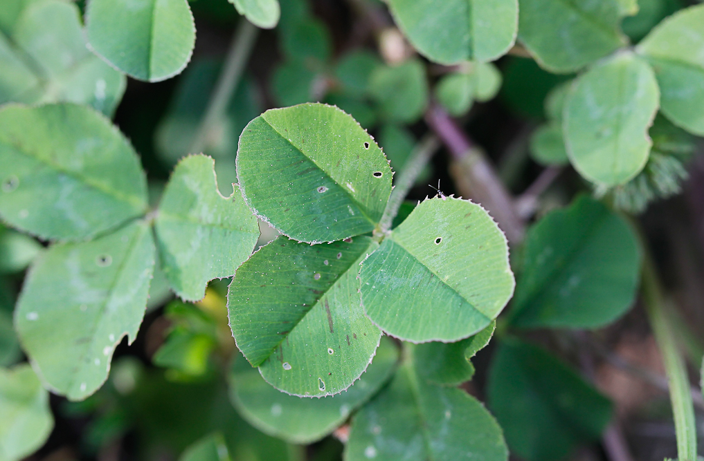 Изображение особи Trifolium repens.