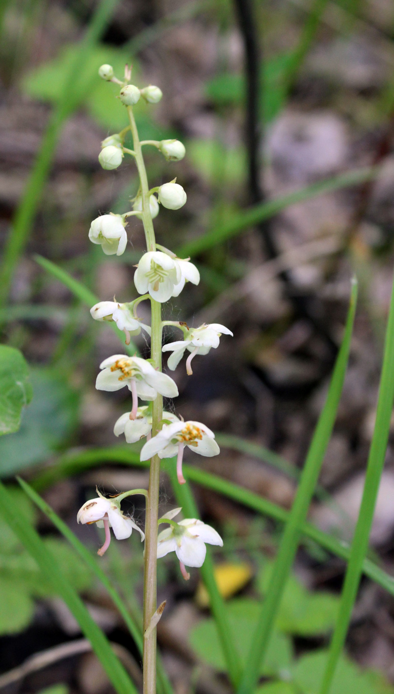 Изображение особи Pyrola rotundifolia.