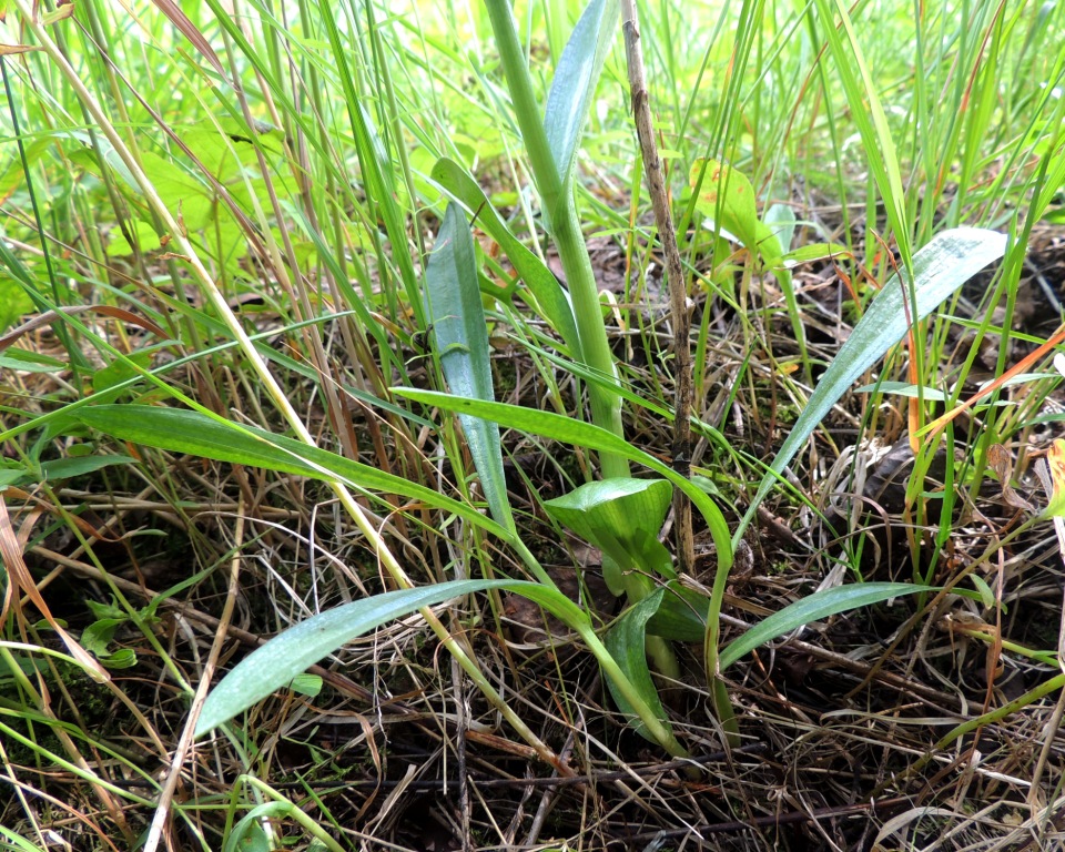 Изображение особи Pseudorchis albida.