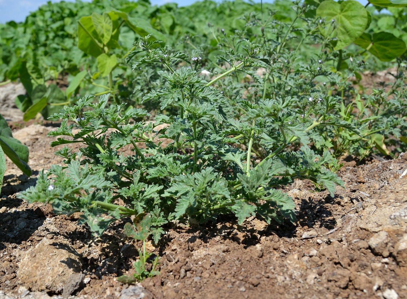 Image of Verbena officinalis specimen.