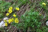 Ranunculus rubrocalyx