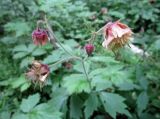 Geum rivale