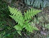 Dryopteris carthusiana. Взрослое растение. Тверская обл., оз. Селигер, о-в Хачин, сосновый бор. 28.08.2016.