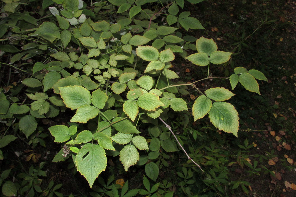 Image of genus Rubus specimen.