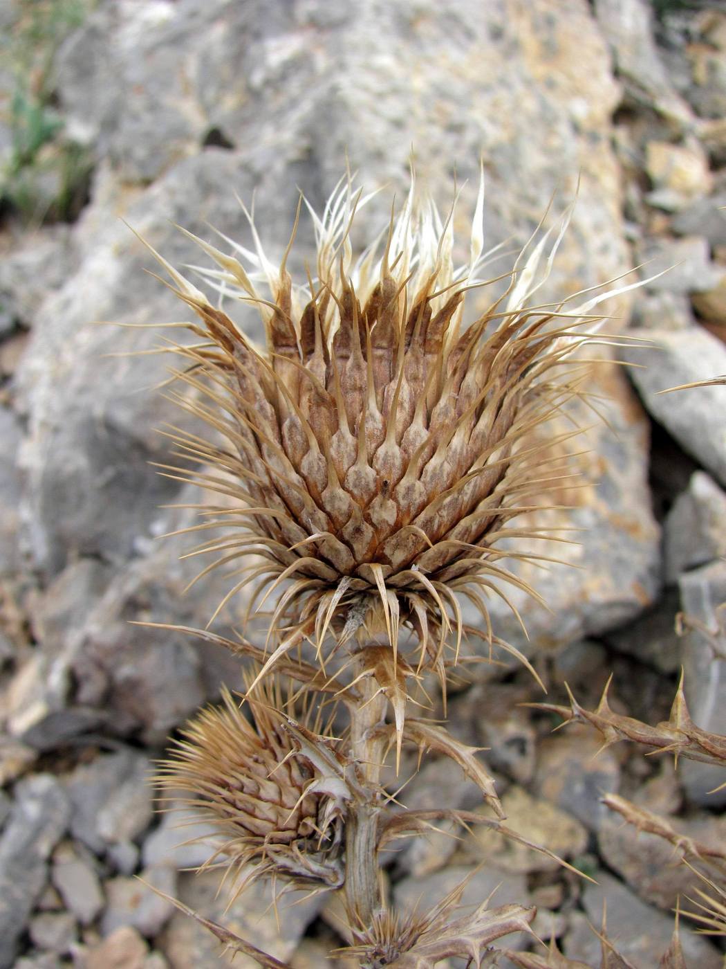 Image of Olgaea pectinata specimen.