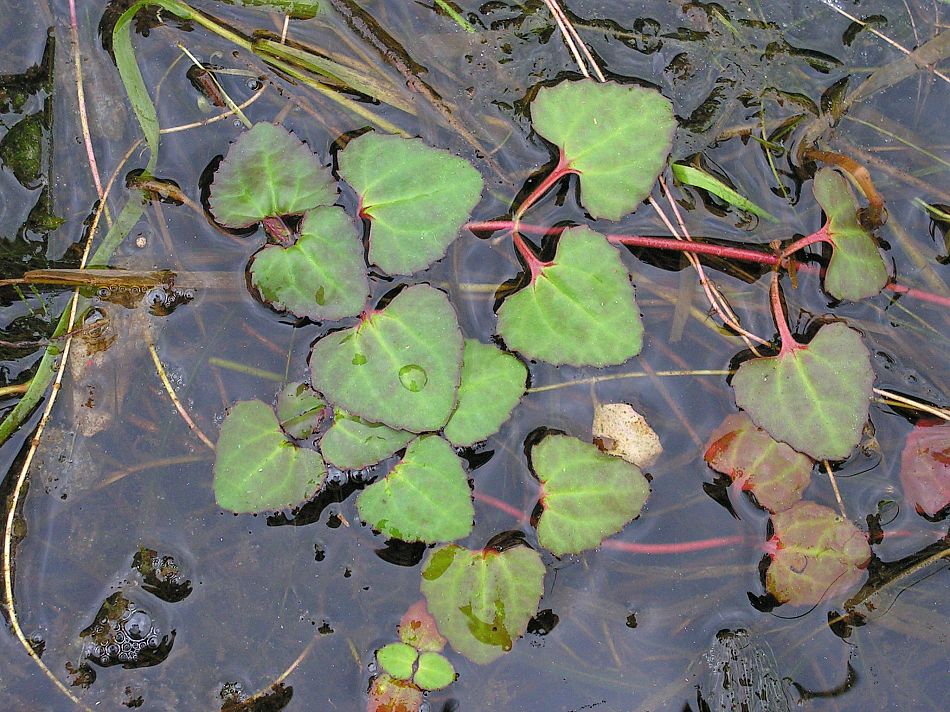 Image of Trapella sinensis specimen.