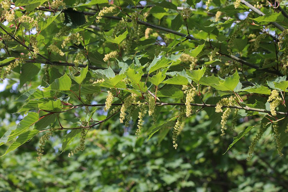 Image of genus Acer specimen.