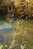 Agrostis gigantea