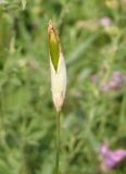 Dianthus elongatus. Незрелый плод. Украина, Запорожский р-н, Дурная балка, разнотравная степь. 18.06.2016.