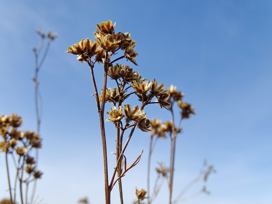 Image of Filifolium sibiricum specimen.