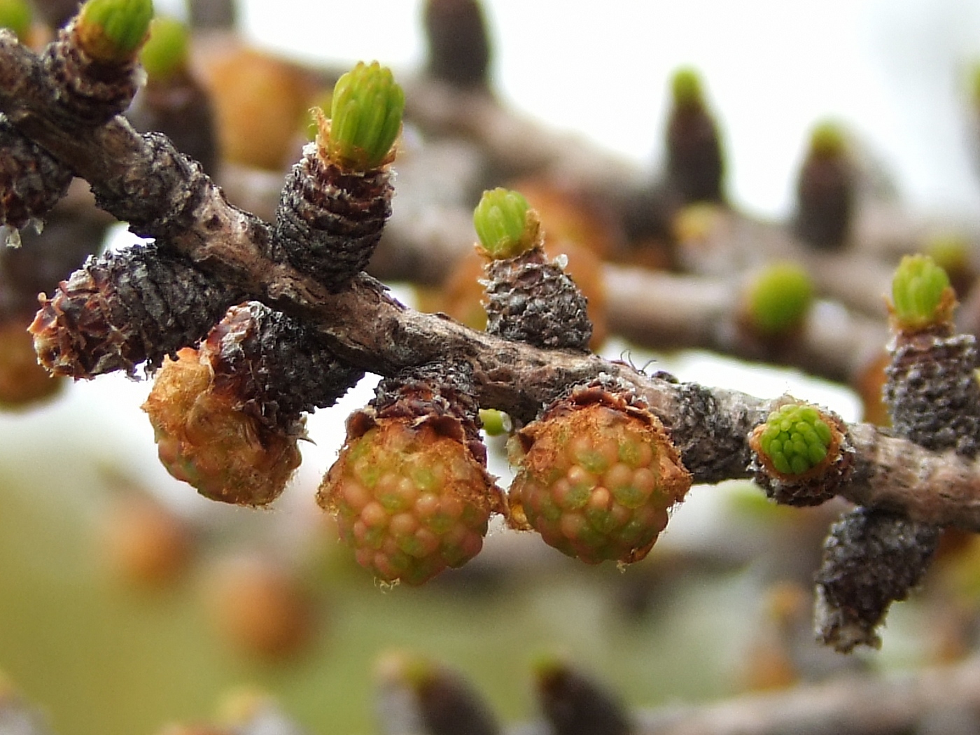 Image of Larix cajanderi specimen.