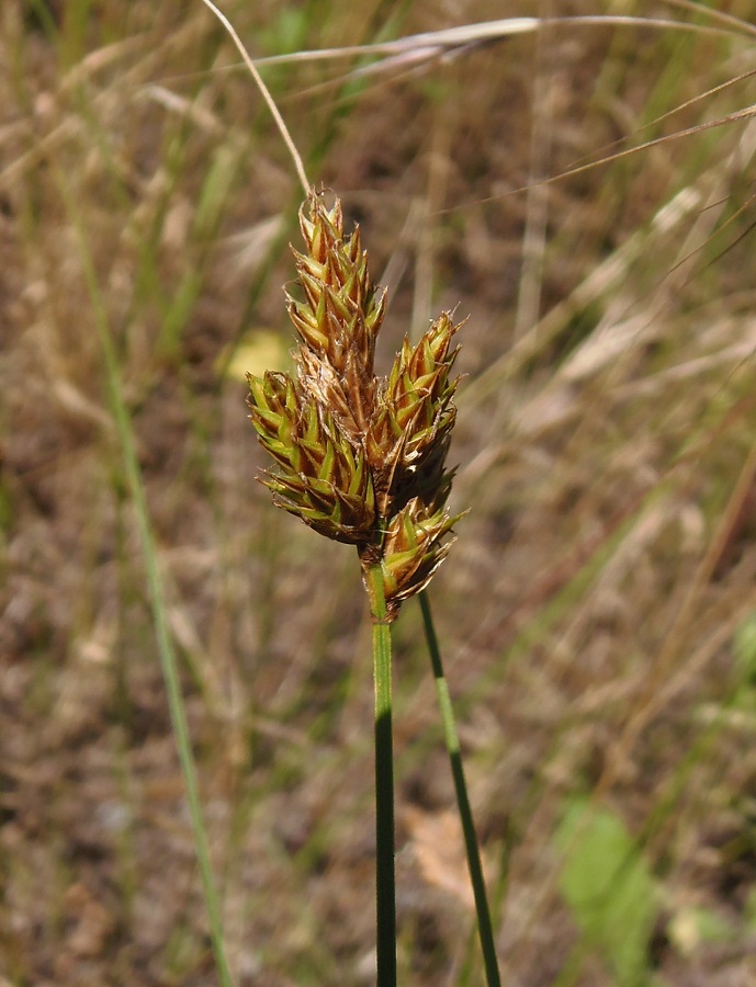 Image of Carex colchica specimen.