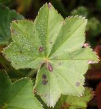 Alchemilla omalophylla. Лист. Алтай, Семинский перевал. 25.08.2009.