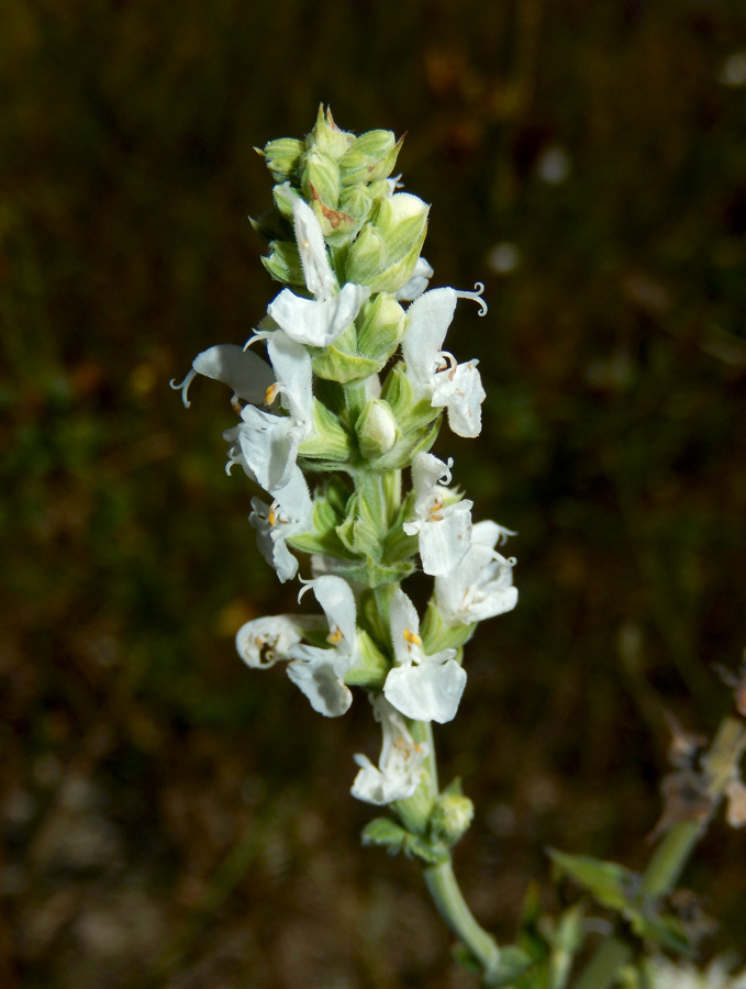 Изображение особи Salvia tesquicola.