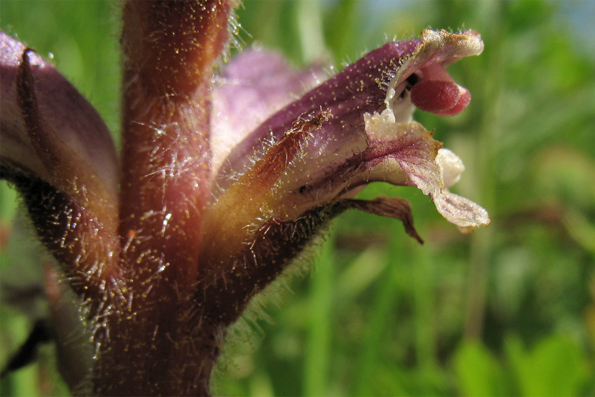 Изображение особи Orobanche minor.