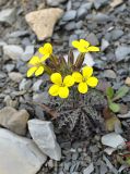 Erysimum callicarpum