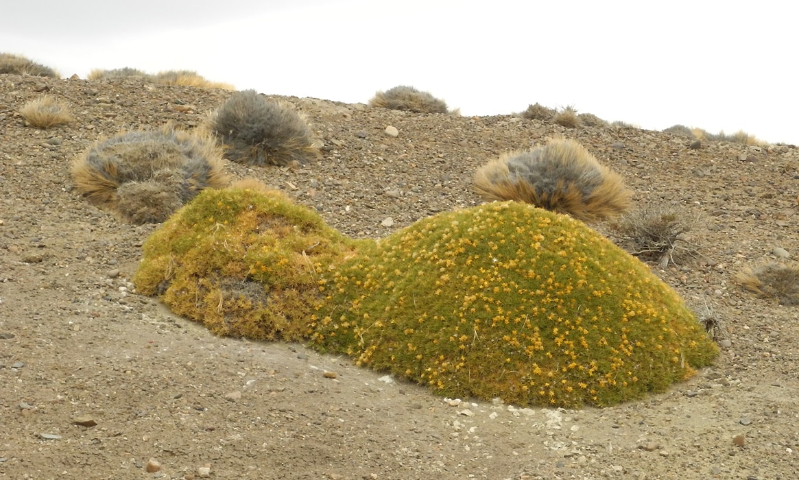 Изображение особи Chuquiraga aurea.