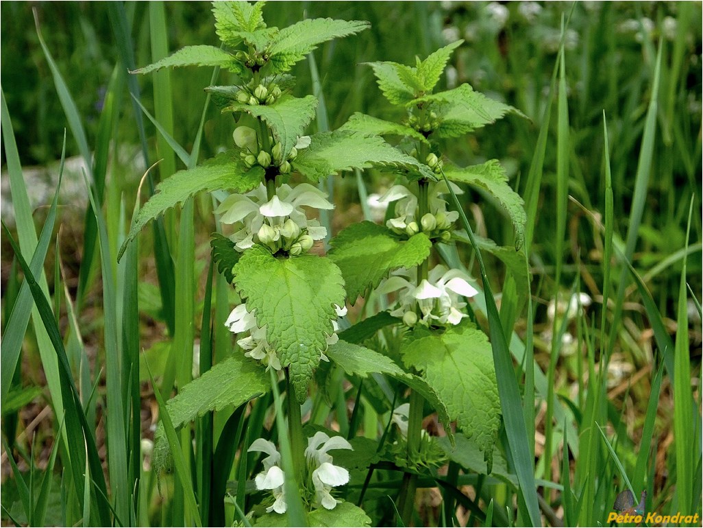 Image of Lamium album specimen.