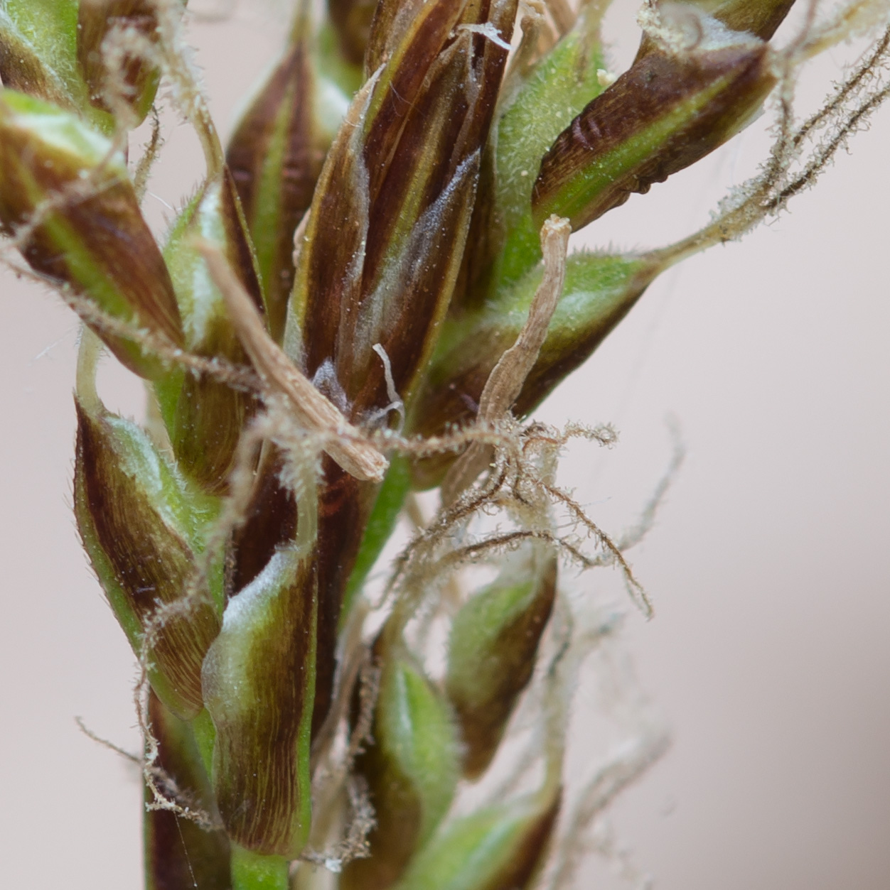 Image of Carex rhizina specimen.