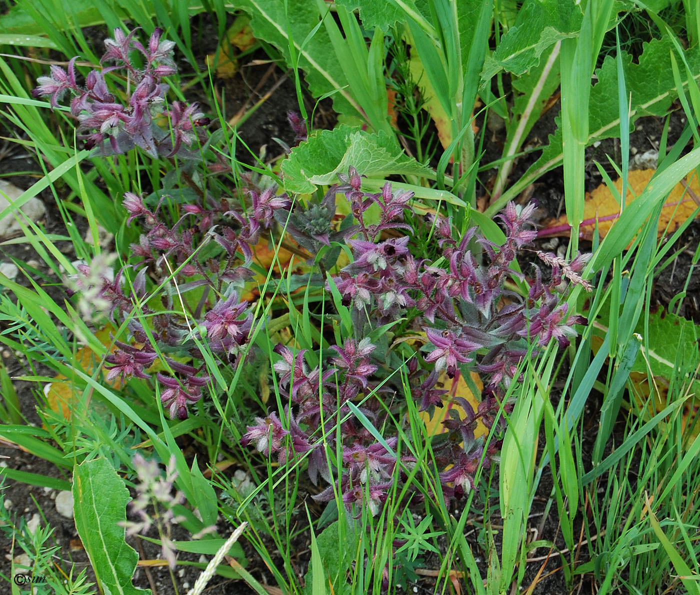 Image of Nonea rossica specimen.