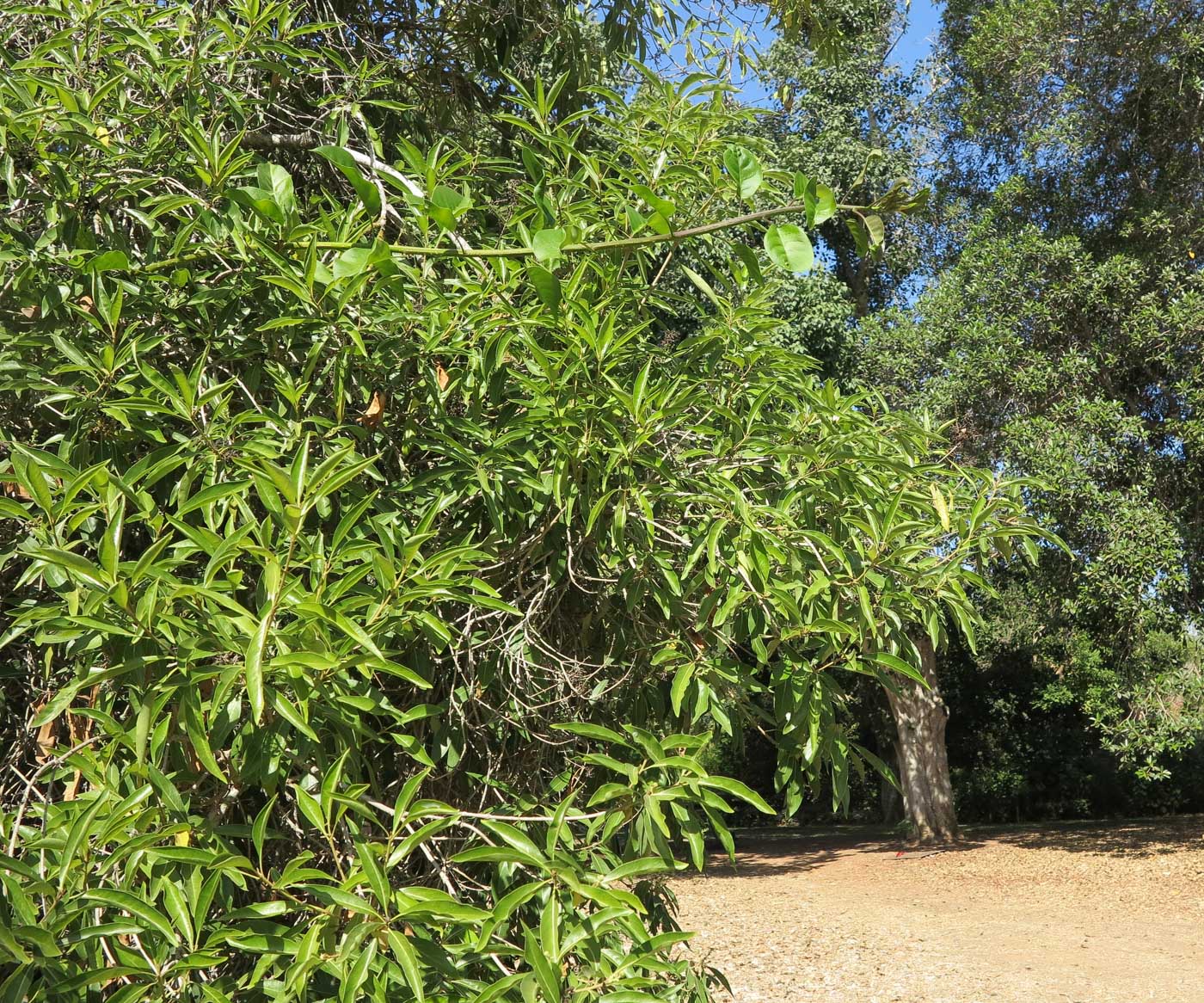 Image of Bontia daphnoides specimen.