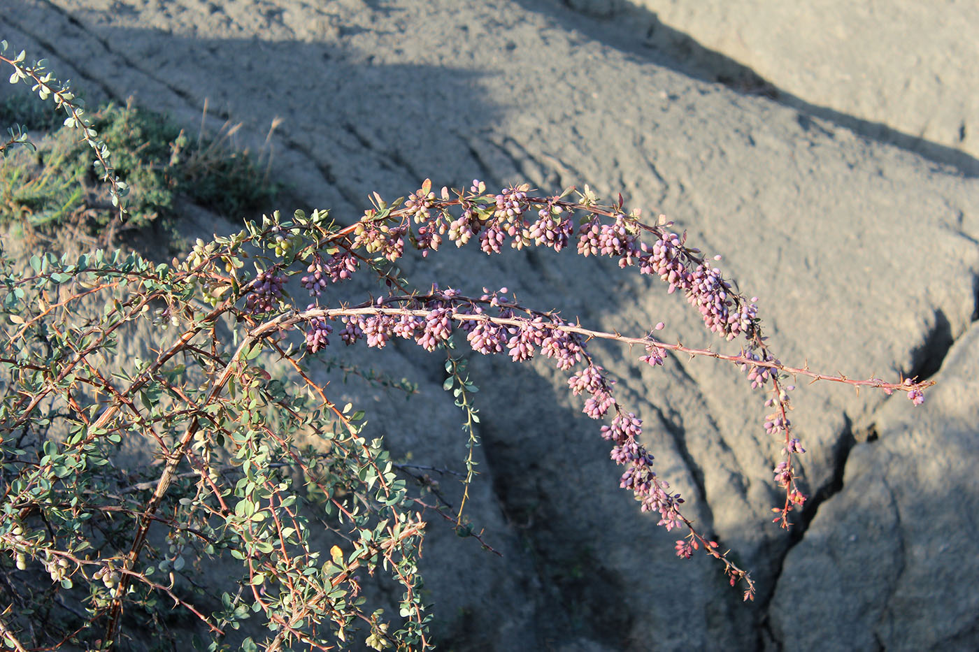 Image of Berberis densiflora specimen.