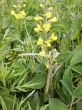 Thermopsis lupinoides. Соцветие с цветками и завязавшимися плодами. Камчатский край, Усть-Большерецкий р-н, мыс Левашова, приморская терраса. 29.06.2017.