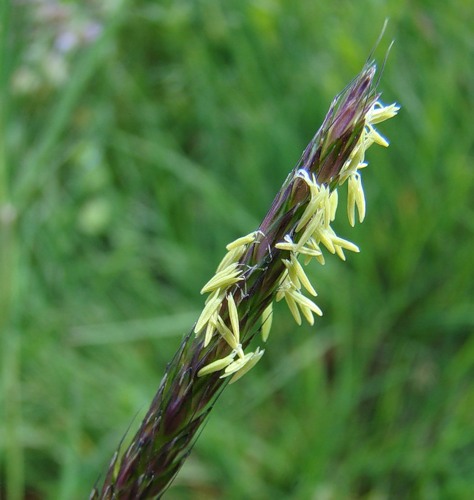 Image of Alopecurus myosuroides specimen.