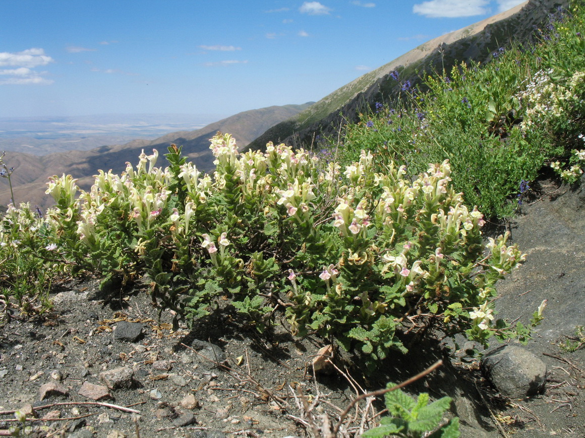 Изображение особи Scutellaria cordifrons.