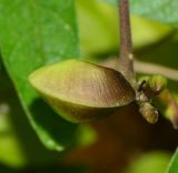 Vigna speciosa