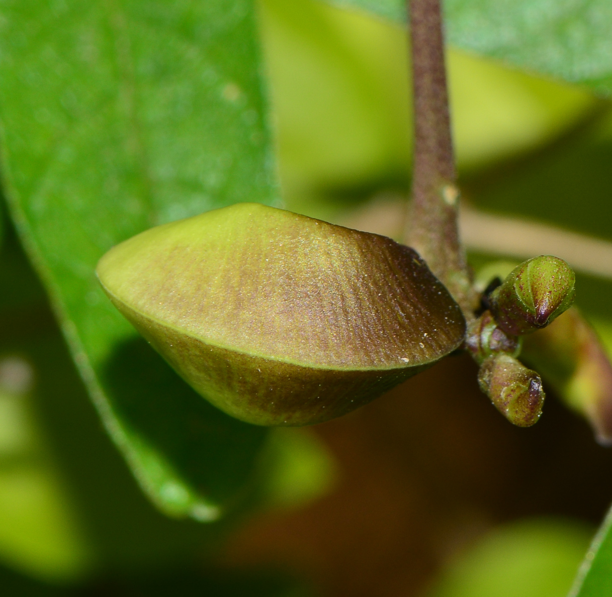 Изображение особи Vigna speciosa.