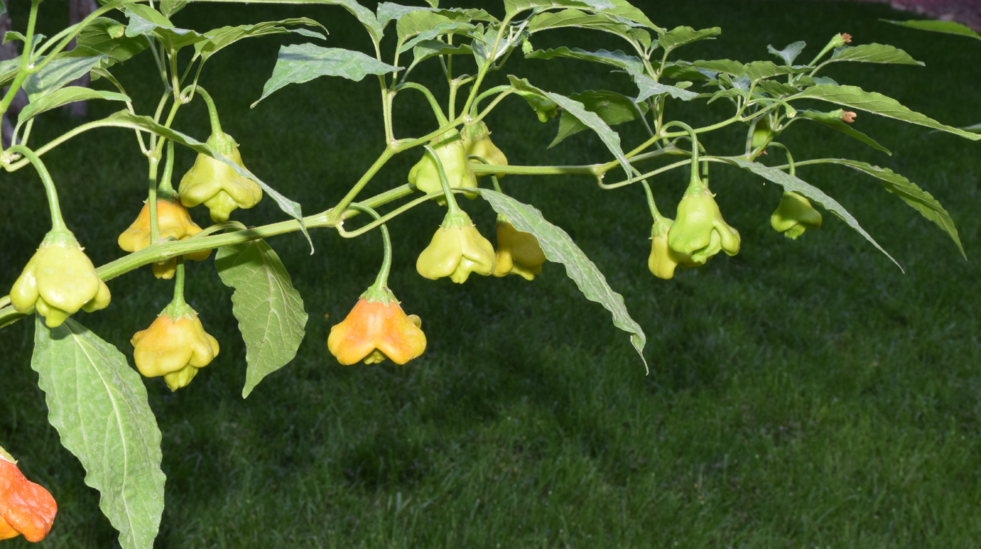 Image of Capsicum annuum specimen.